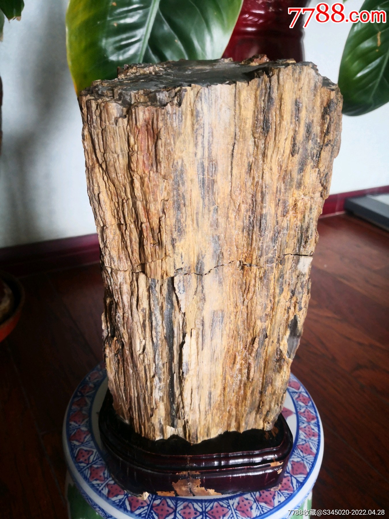 新疆硅化木-硅化木/木化石-7788纸艺