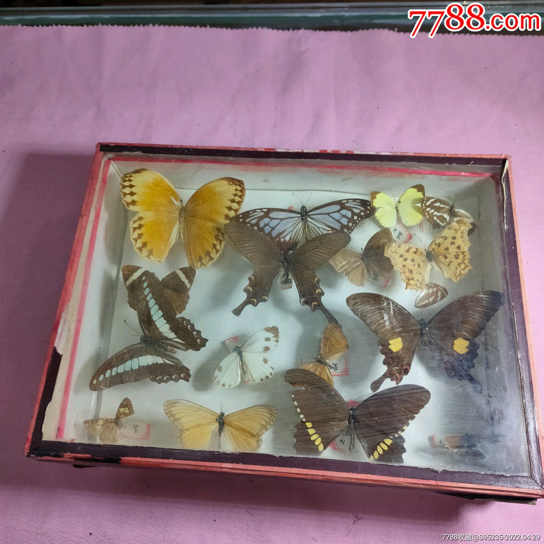 五六十年代昆虫学者采集的稀少蝴蝶标本一盒
