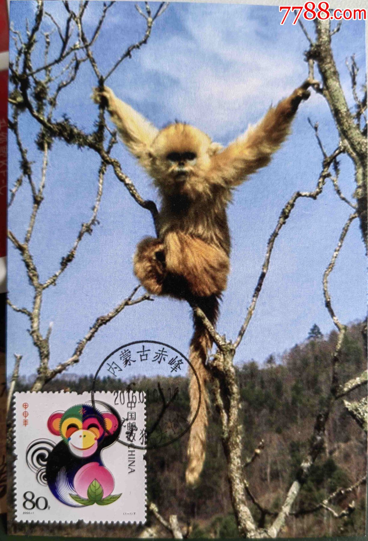甲申年猴年纪念邮票盖内蒙古赤峰猴头沟双文字日戳金丝猴极限片
