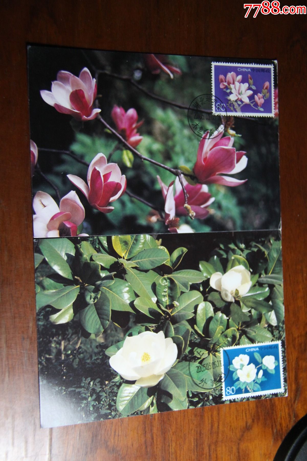 玉兰花极限明信片