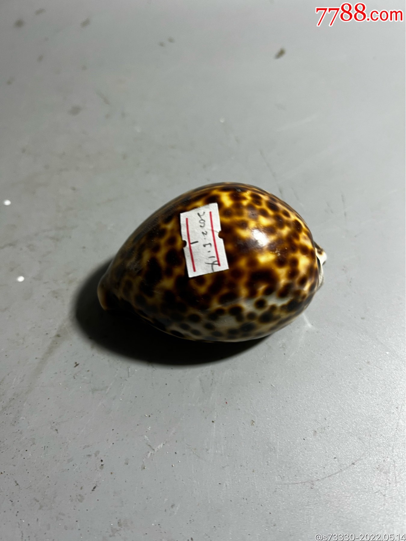 斑点老海螺贝壳一只1