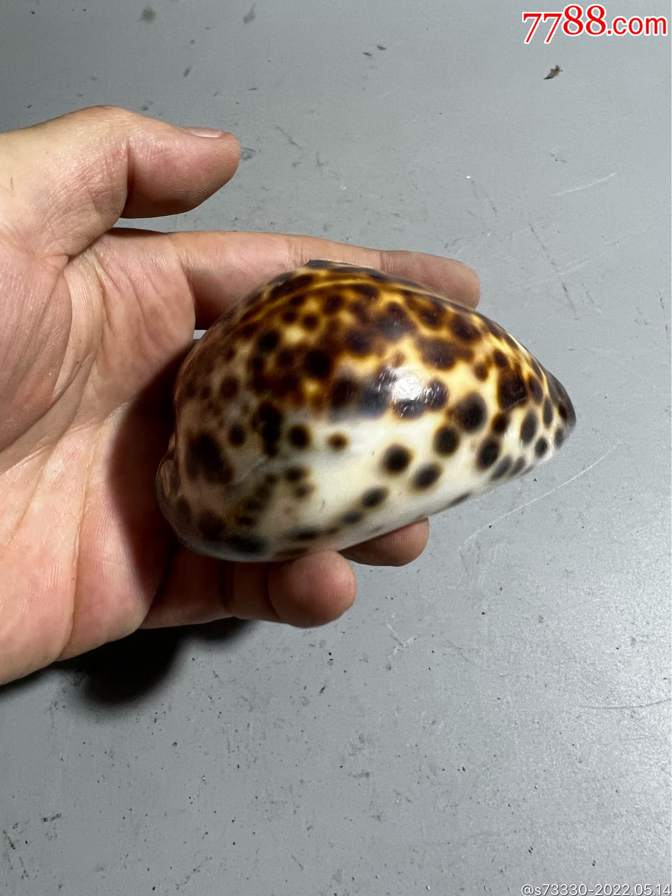 斑点老海螺贝壳一只1