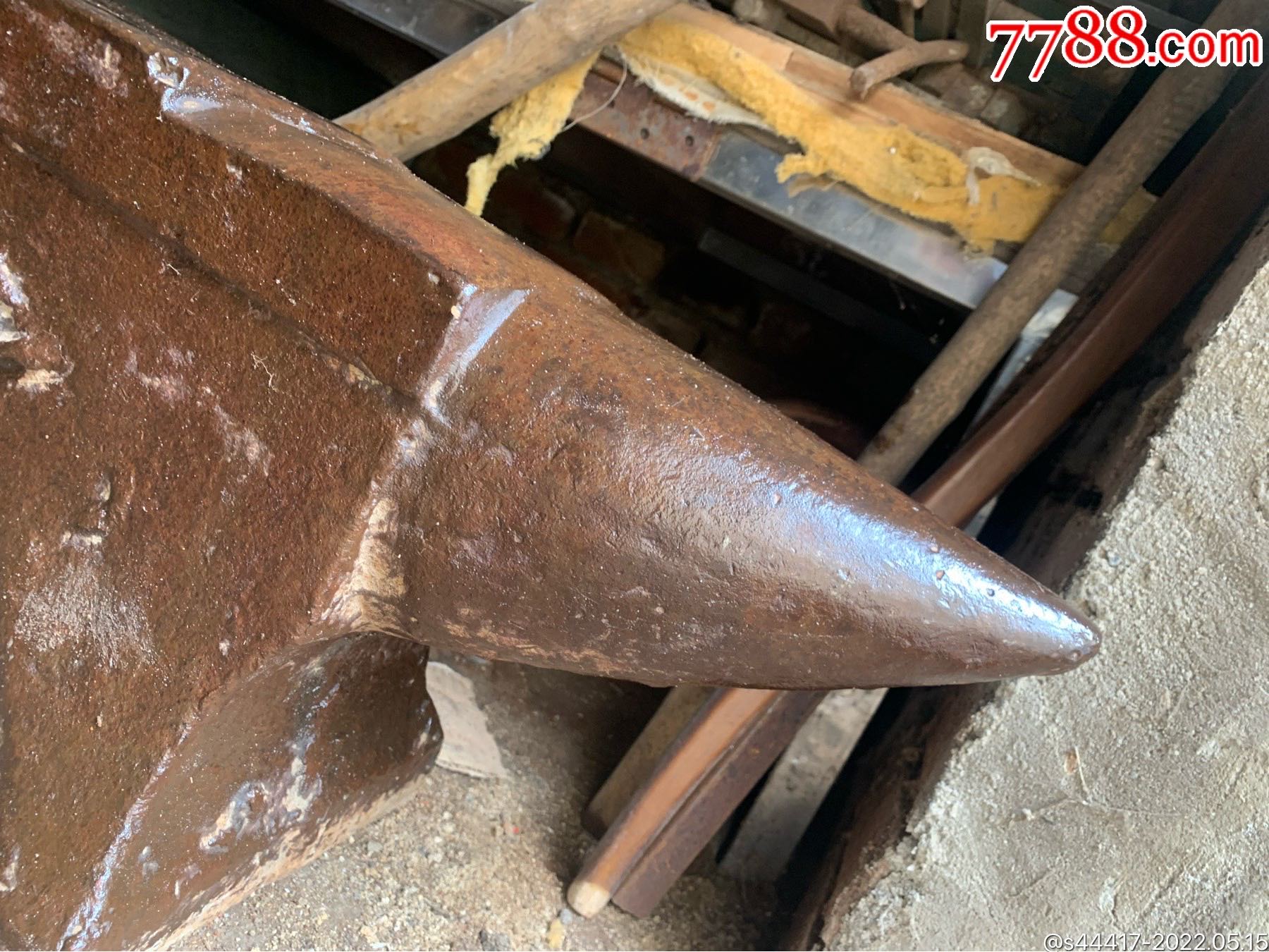 日本大眼睛铁砧子