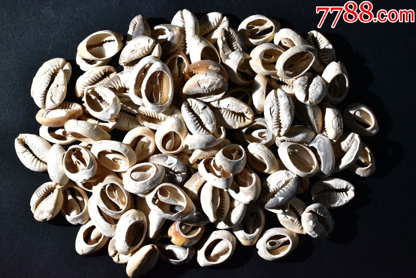 玩1468天然海贝币100枚