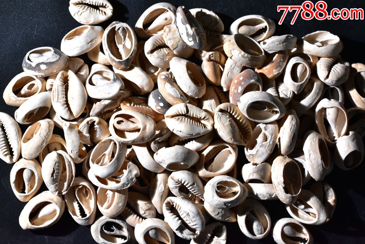 玩1472天然海贝币100枚