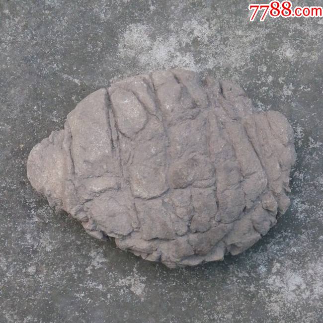 老石器奇石乌龟化石_价格980元_第1张_7788商城__七七八八商品交易