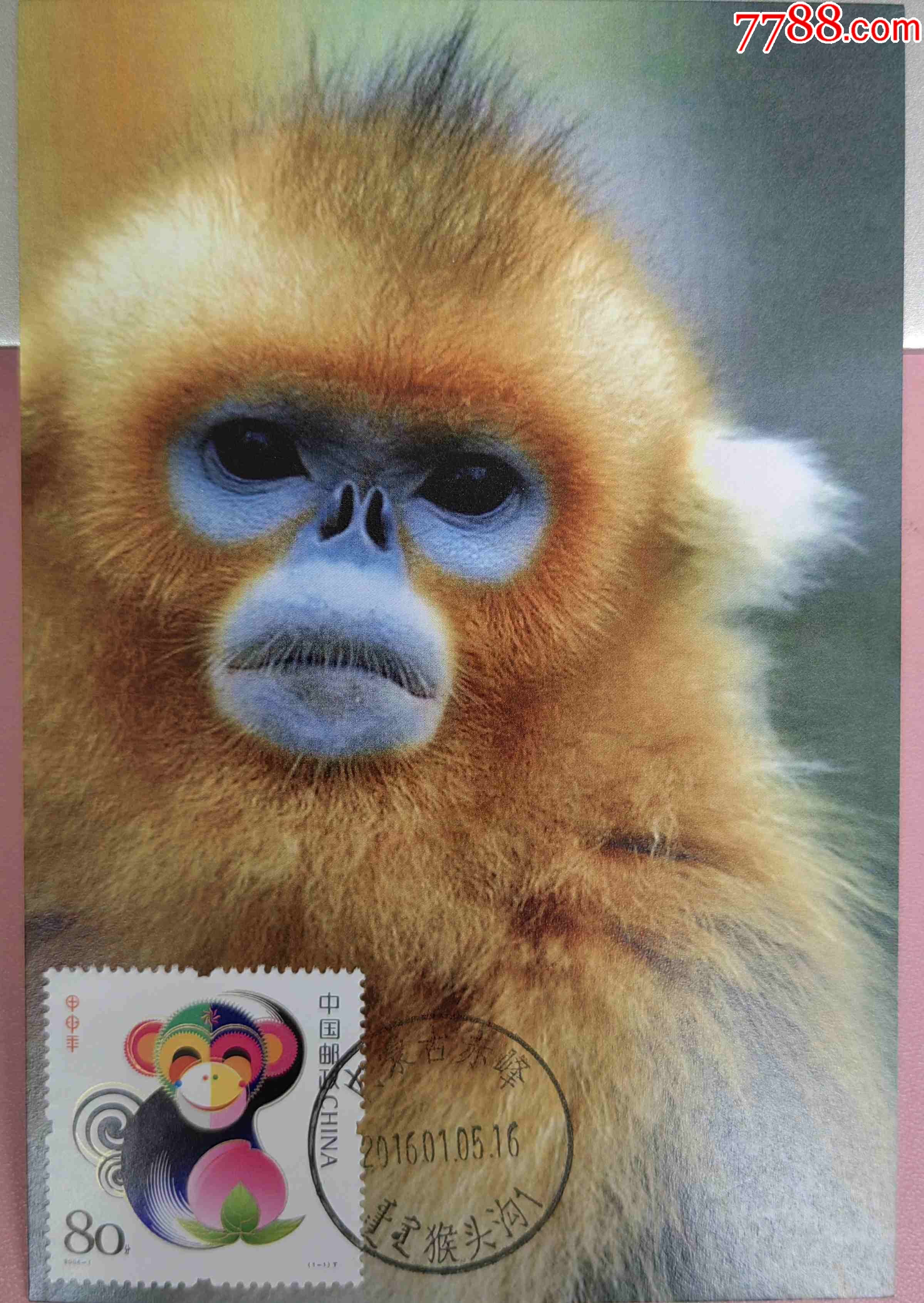 甲申年猴年纪念邮票盖内蒙古赤峰猴头沟双文字日戳金丝猴极限片6