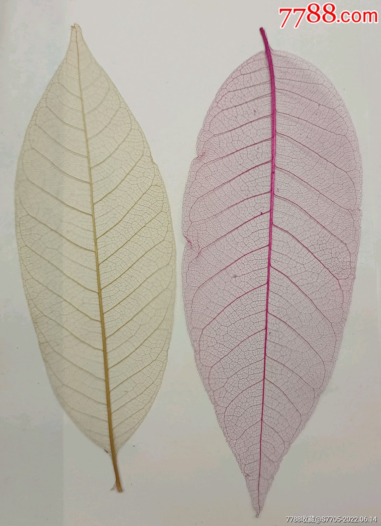 手工树叶书签(透明)_书签/藏书票_第1张_7788钱币网