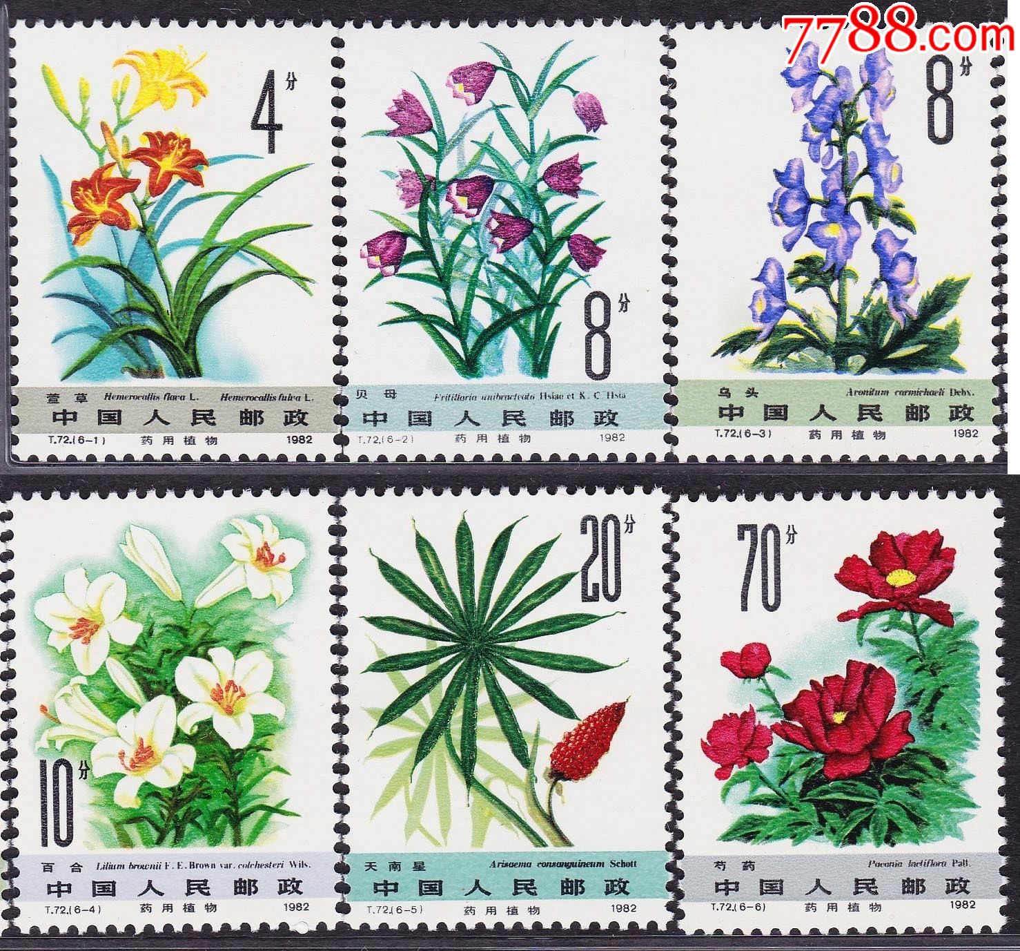 t72药用植物二白草药邮票全新套票原胶暗黄近全品保真