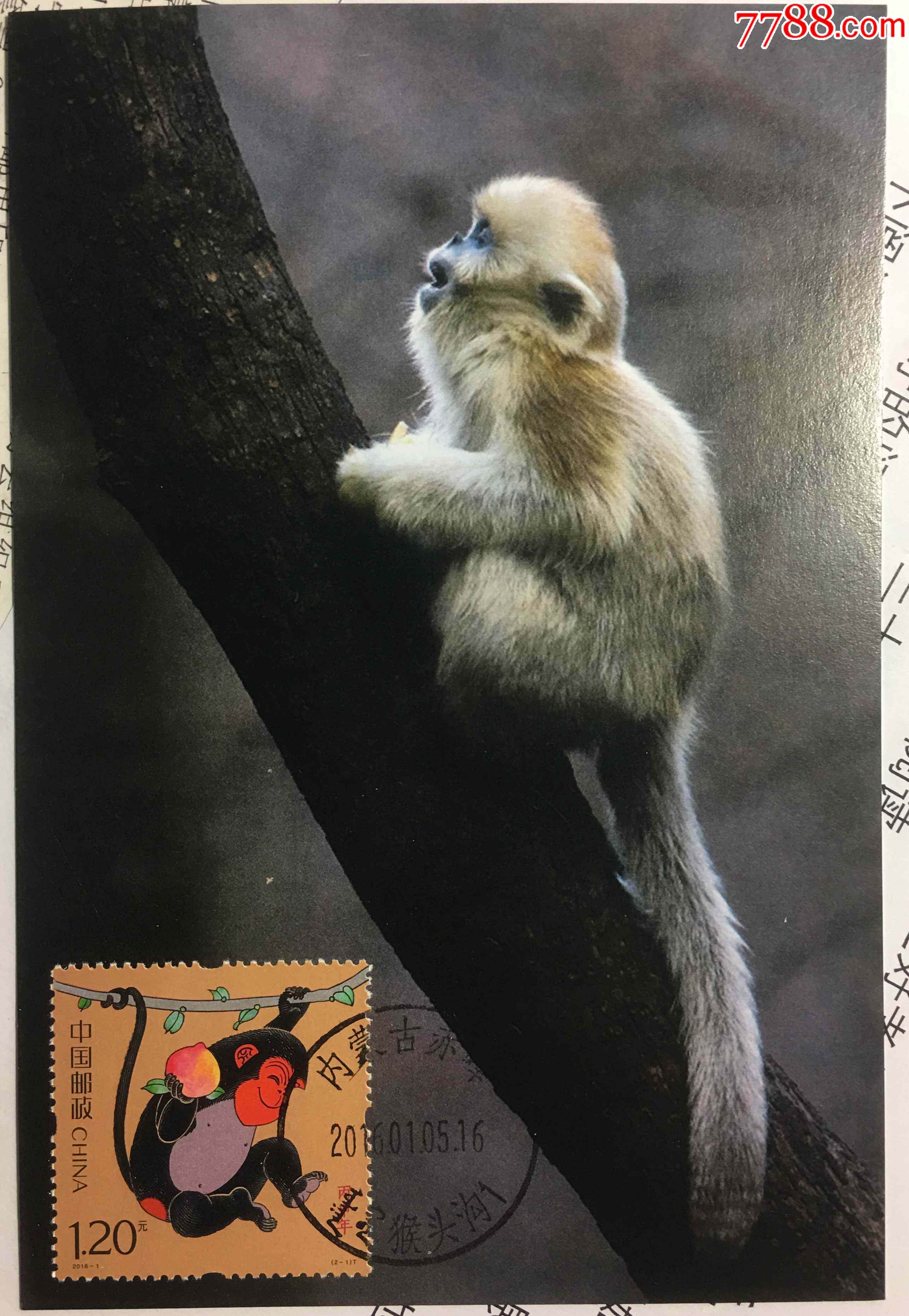 2016年丙申年猴年纪念邮票盖内蒙古赤峰猴头沟原地首日戳金丝猴极限片