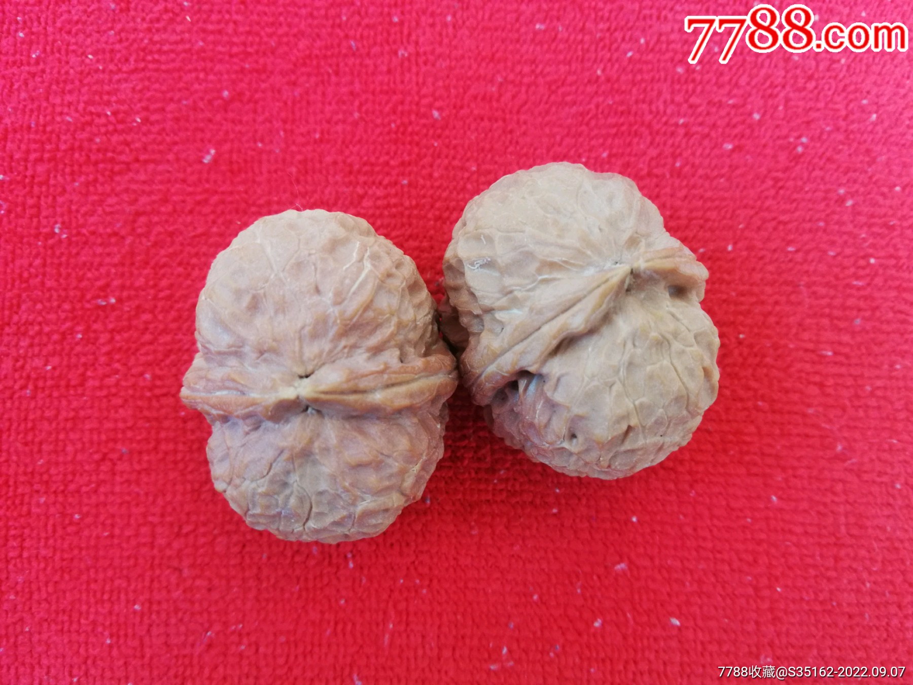 云南铁核桃26号带彩粗筋元宝37cm_文玩核桃_图片鉴赏_收藏价值_7788