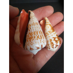 海螺贝壳收藏:篱凤螺(红娇凤凰螺)