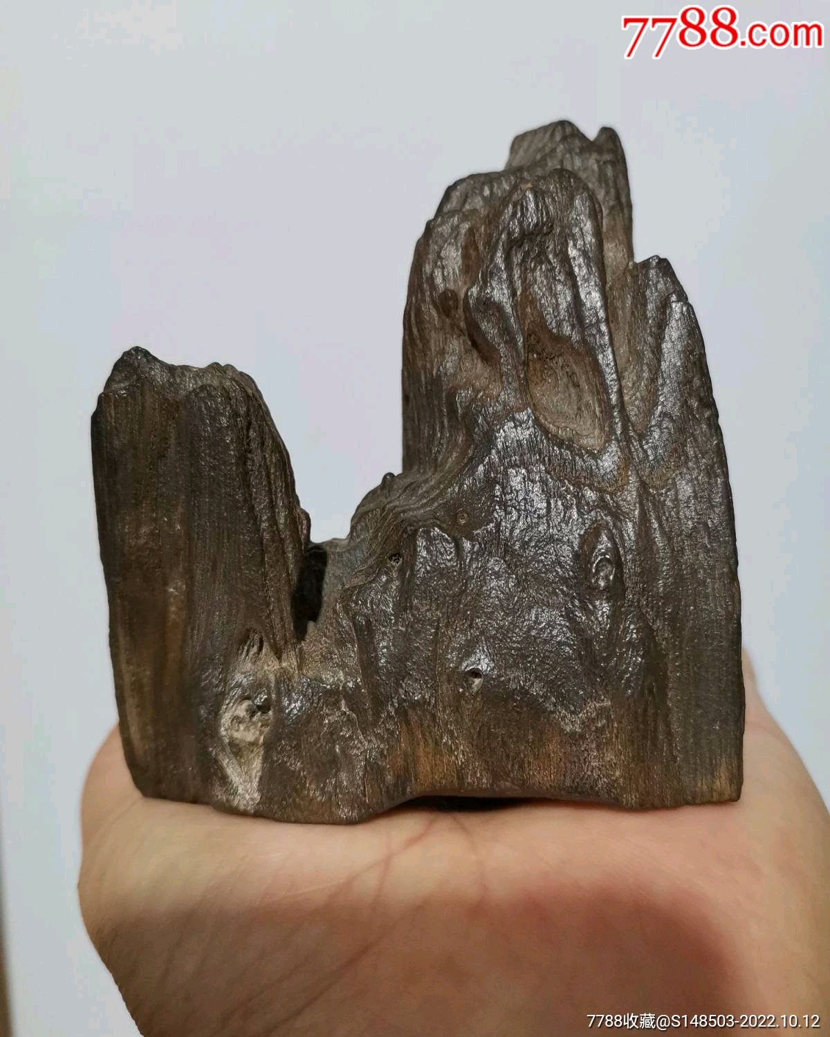 古生代二叠纪木化石