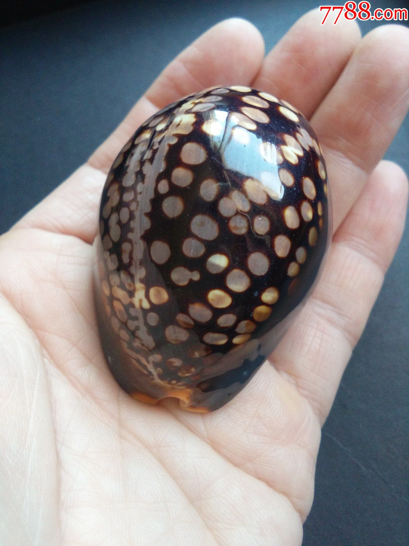 海螺贝壳收藏:龟甲宝螺-天然海螺-7788天珠