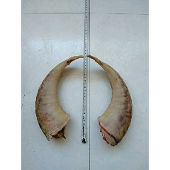一对公绵羊角