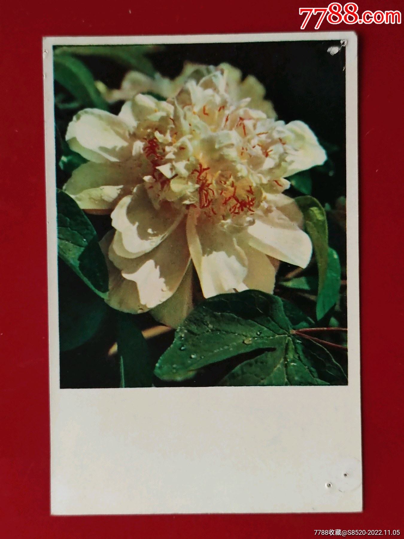 姚黄——牡丹花-价格:10元-se90381111-明信片/邮资片-零售-7788收藏__收藏热线