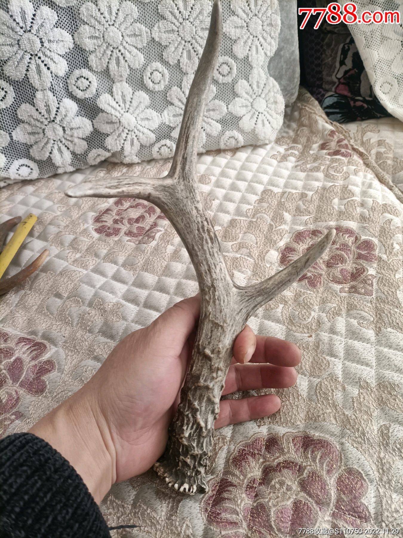 老羊角2个_其他角制品_民俗古玩杂项一手店【7788收藏__收藏热线】
