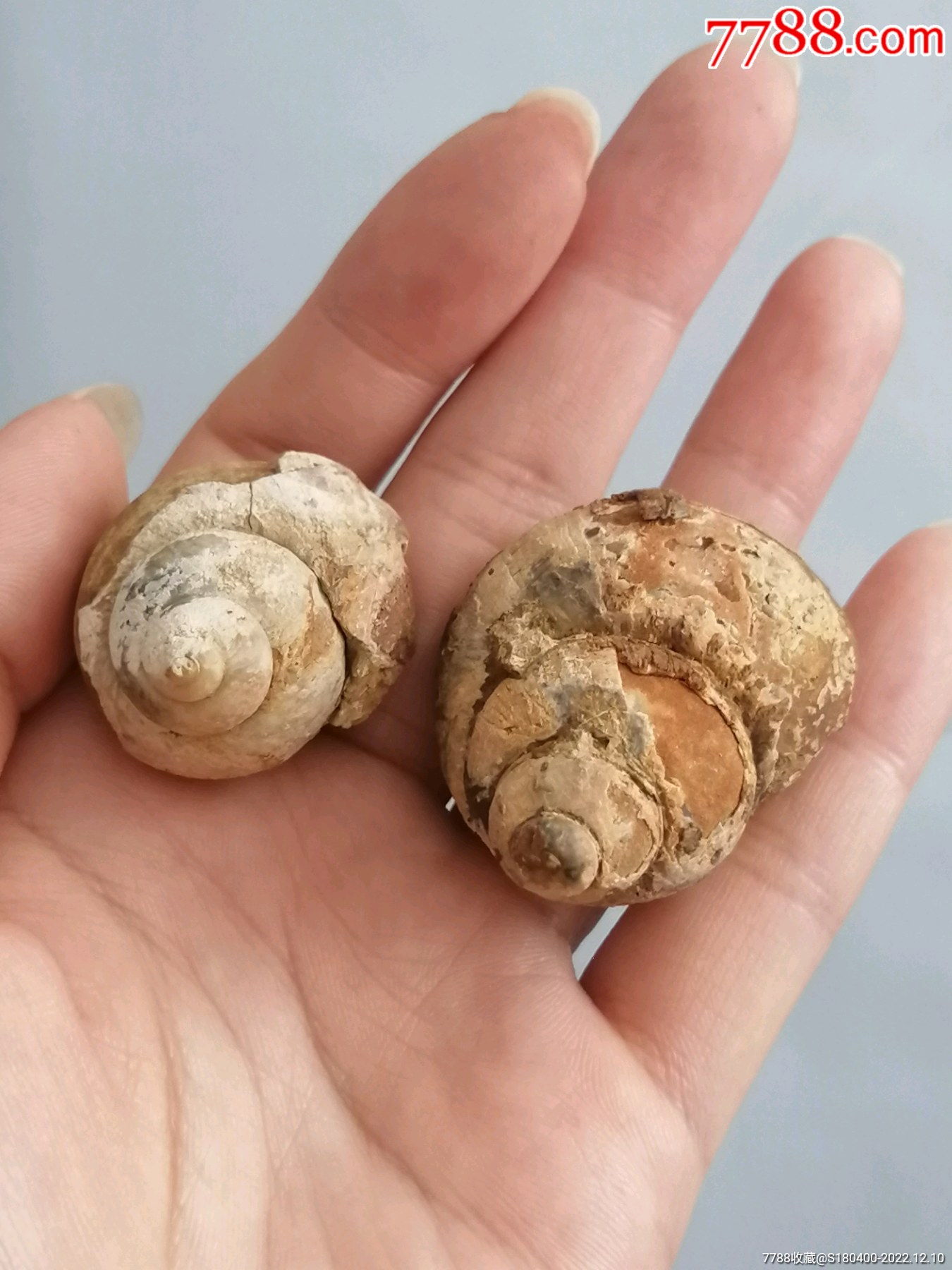 蜗牛化石2个_动植物化石_收藏价格_交易出手_7788人民币收藏
