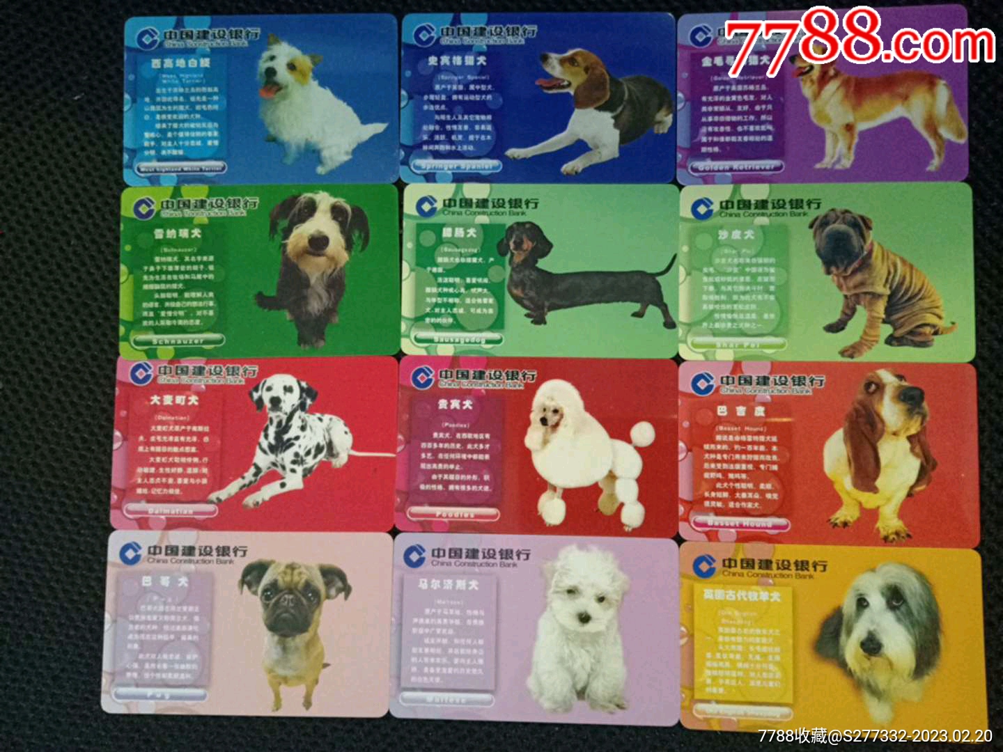 小犬种类图片名称,小型犬种大片介绍,小型宠物犬排名_大山谷图库