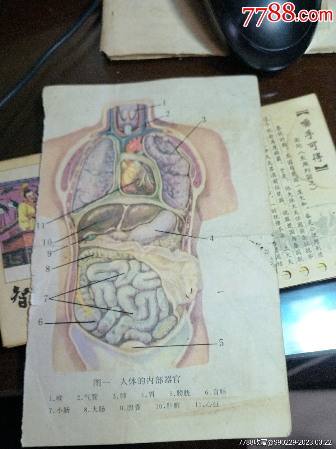 人体的内部器官、背人体骨胳肌小画片、32开_小画片_好不好你说算【7788收藏__收藏热线】