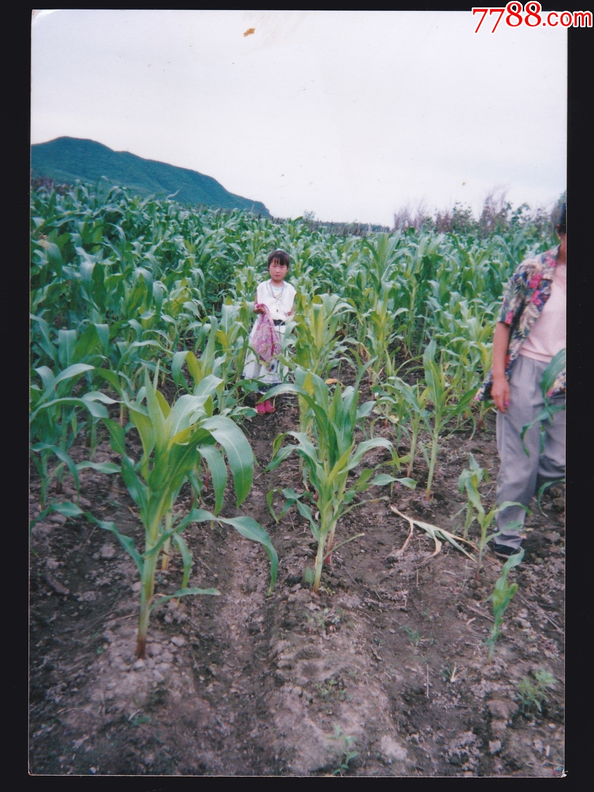 玉米地朋友圈说说,家乡的玉米地风景作文,在农村摘玉米发朋友圈_大山谷图库
