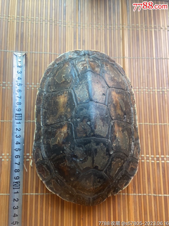 龟壳龟仆40包邮_甲壳/海星_鸿运阁【7788收藏__收藏热线】
