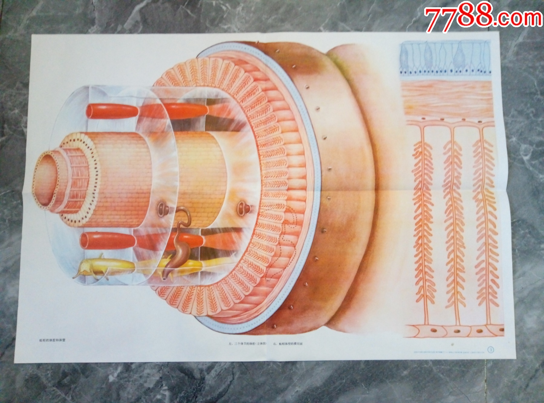 初中课本生物动物挂图蚯蚓的体腔和体壁2