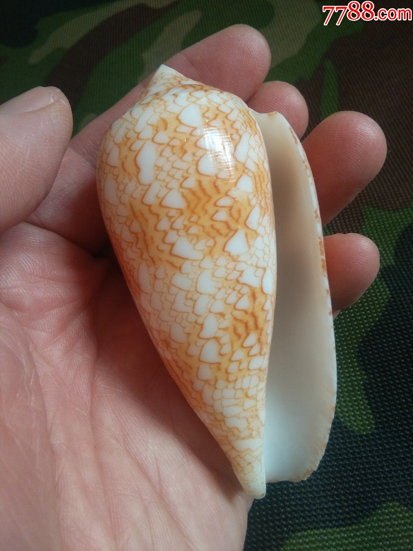 海螺贝壳收藏：织锦芋螺（金色个体）-天然海螺-7788红宝书