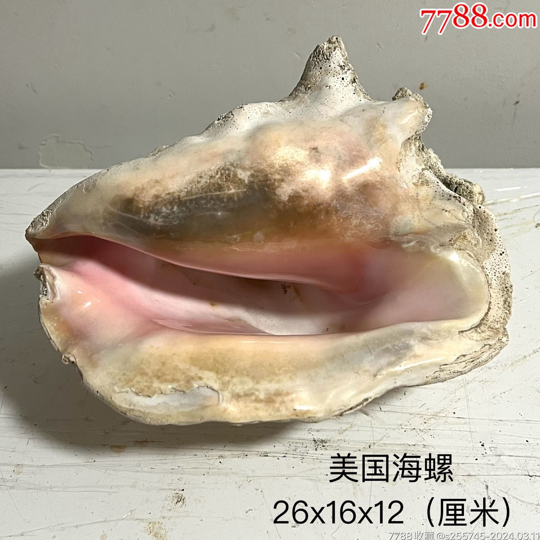美国天然大海螺-天然海螺-7788旧书网