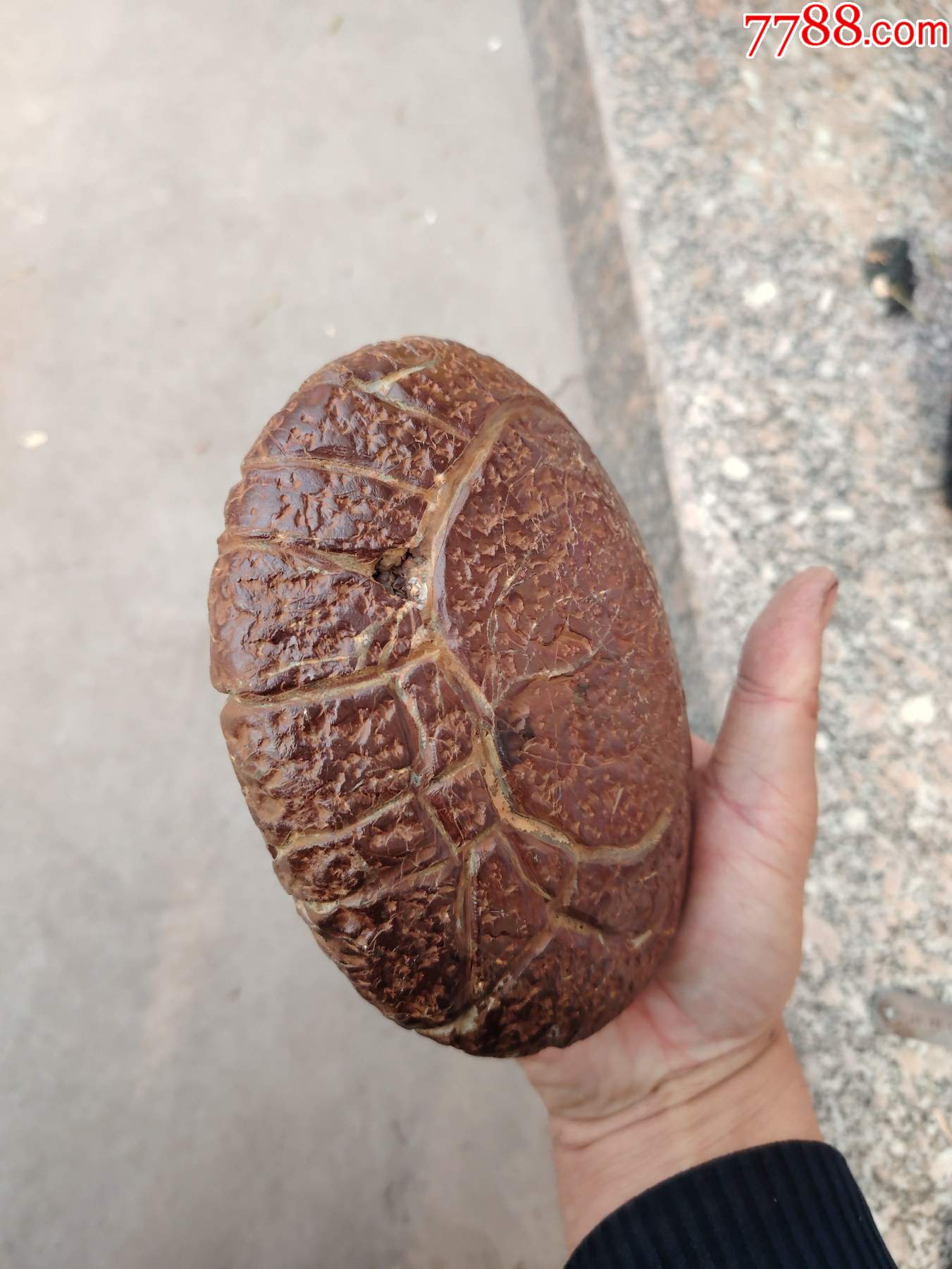 奇石龟纹石原石一个长14厘米重5市斤茶酱色