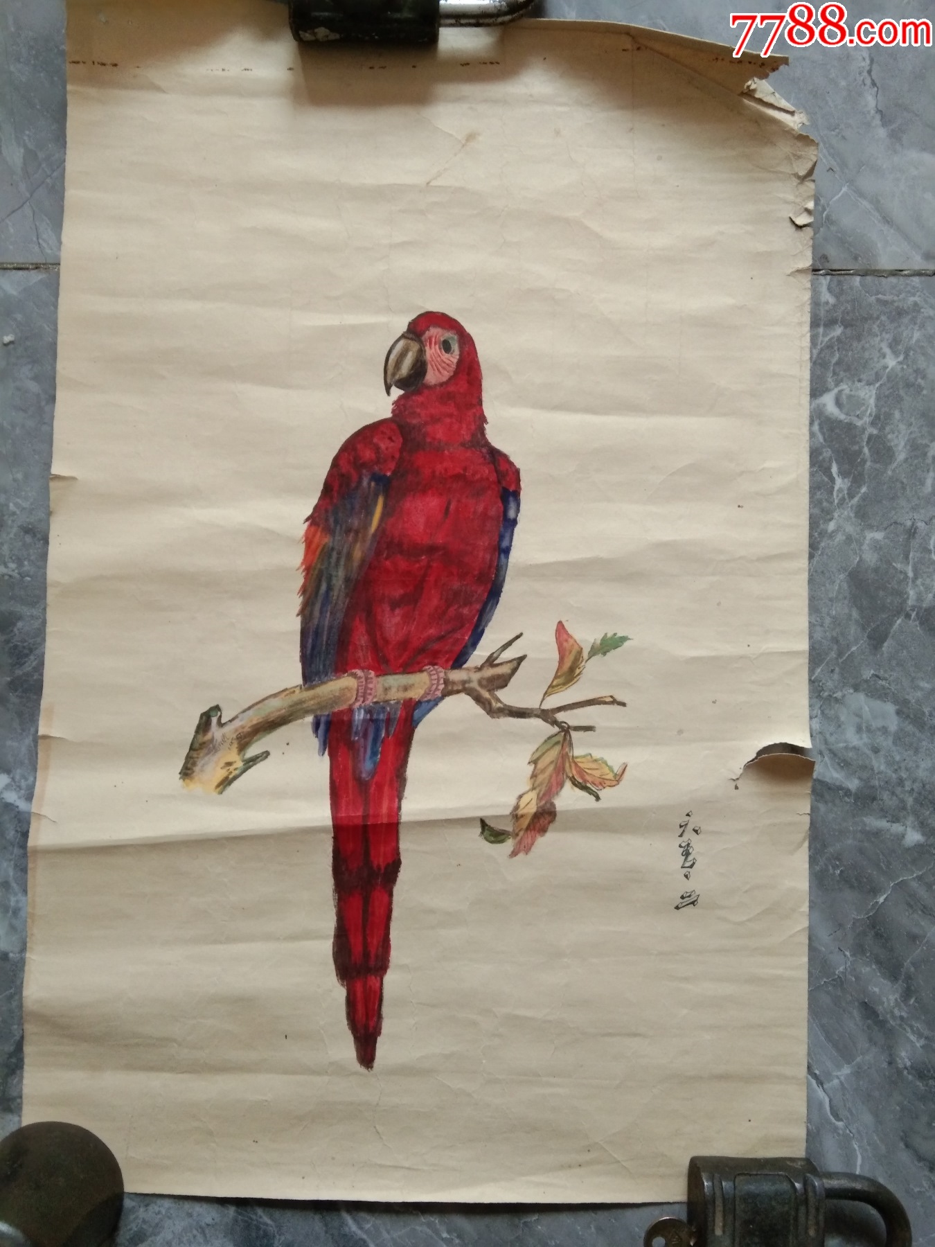 60年代知青教授纯手绘虎皮鹦鹉
