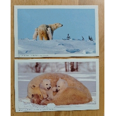 北极熊明信片-￥3 元_信封/实寄封_7788网