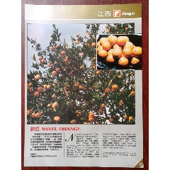 中国粮油食品进出口公司江西省分公司江西脐橙广告。