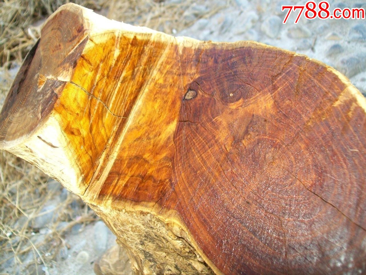生长百年的黄金柘木树桩_其他木艺品_紫云丽裳【7788字画网】