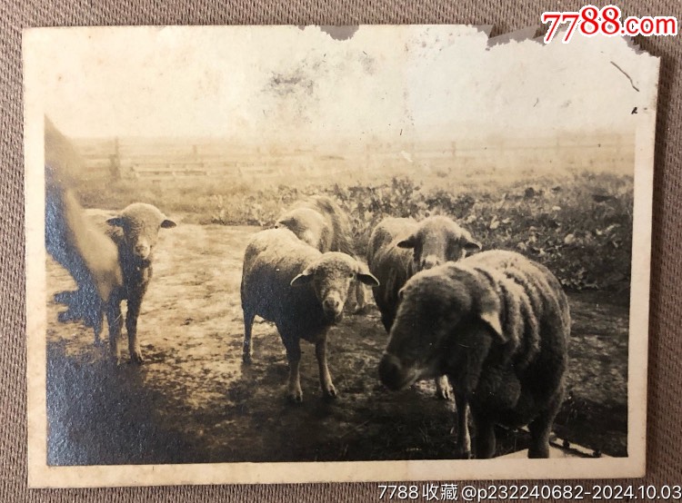 民国时期羊群特色老照片-价格:40元-se103017414-老照片-零售-7788收藏__收藏热线