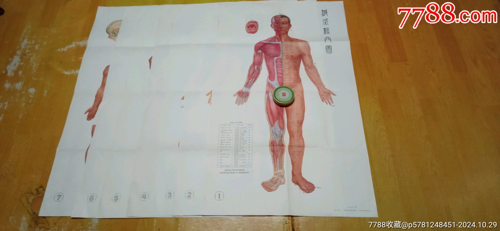 上海中医学院，上海市针灸经络研究所编绘，针灸经穴图，长1.76，宽60