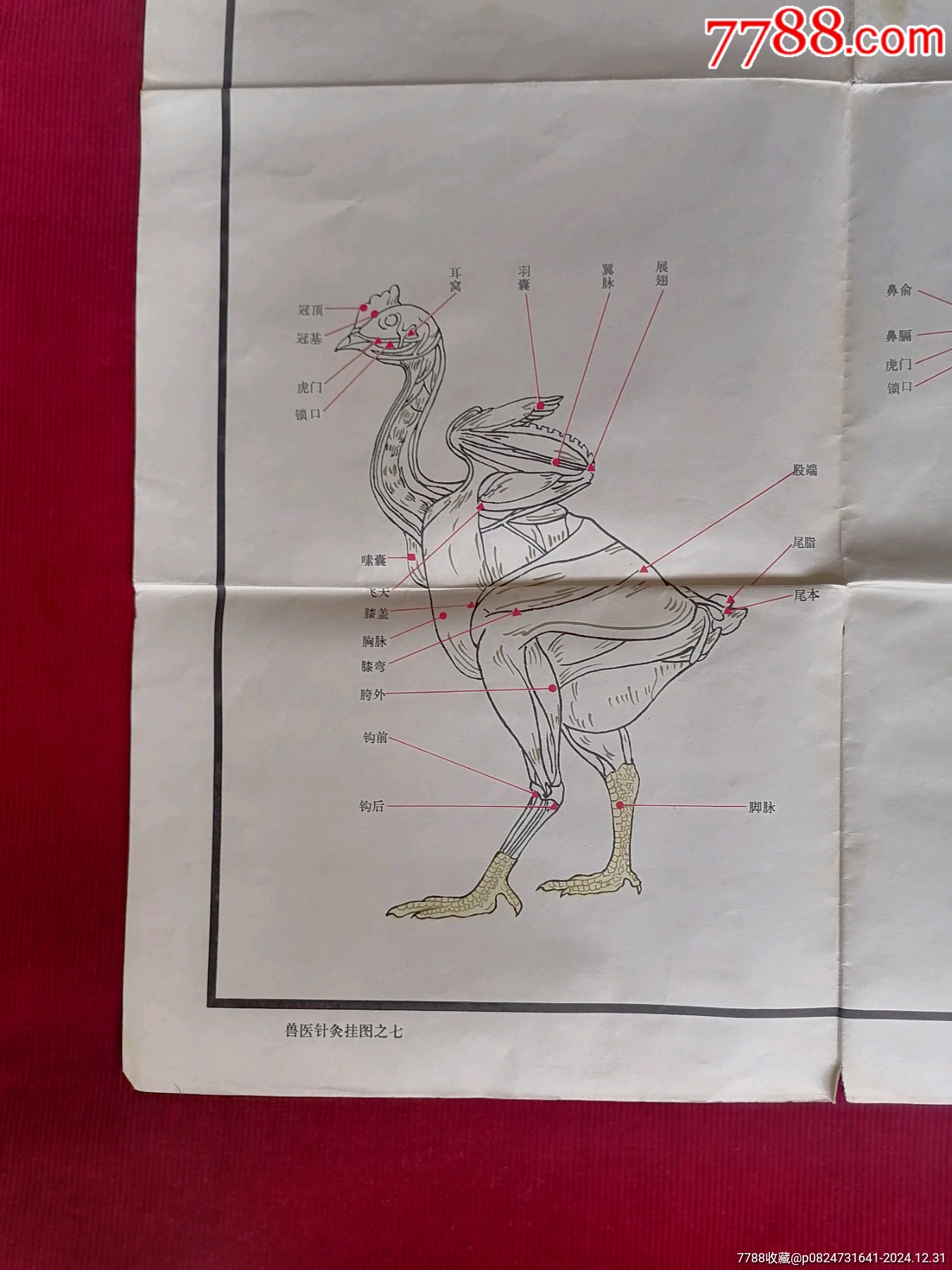 【獸醫(yī)針灸掛圖之七／雞的針灸穴位圖】～北京人民出版社出版_價格49.99元【斯求之家】_第5張_7788收藏__收藏熱線
