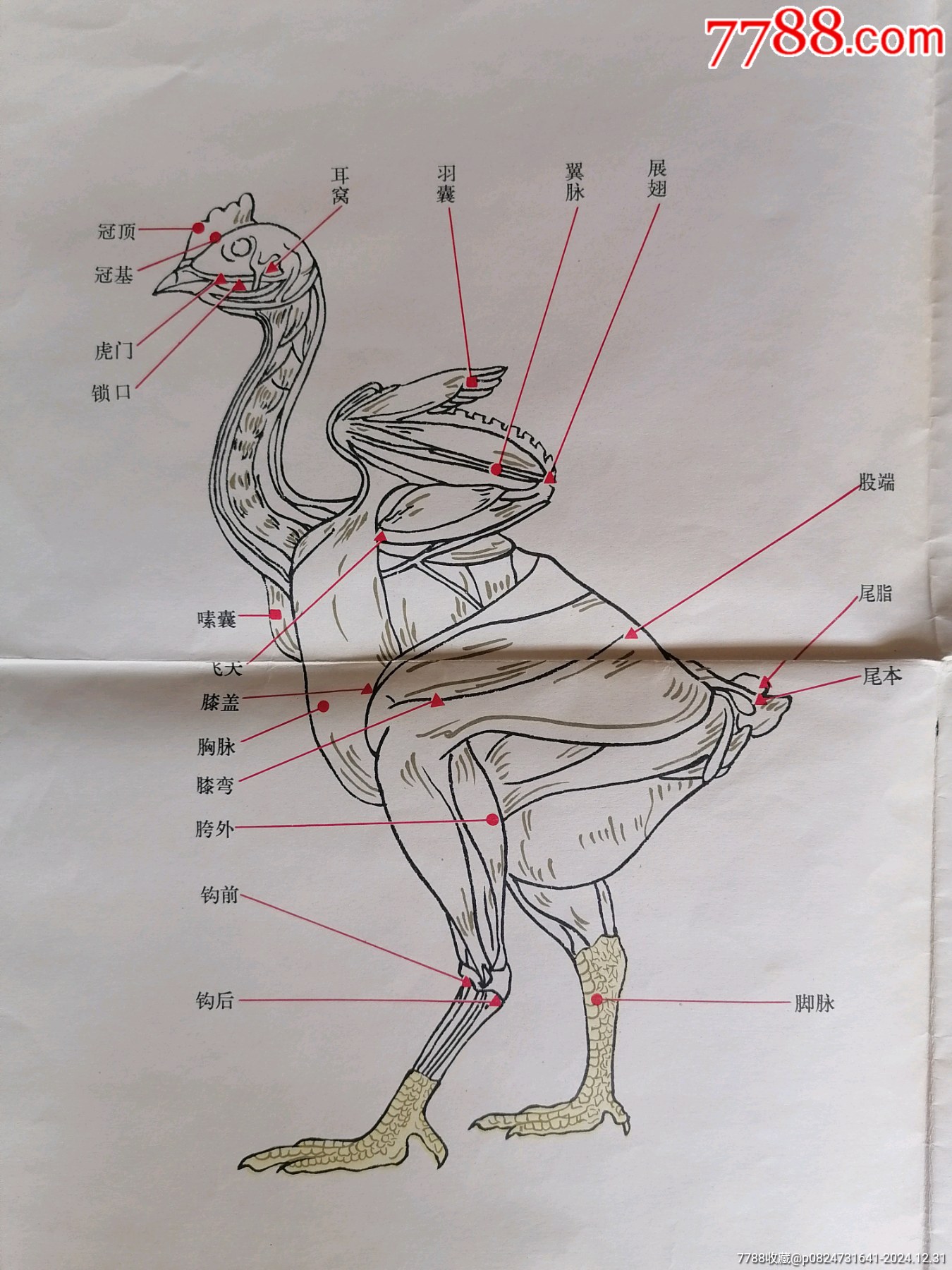 【獸醫(yī)針灸掛圖之七／雞的針灸穴位圖】～北京人民出版社出版_價格49.99元【斯求之家】_第8張_7788收藏__收藏熱線