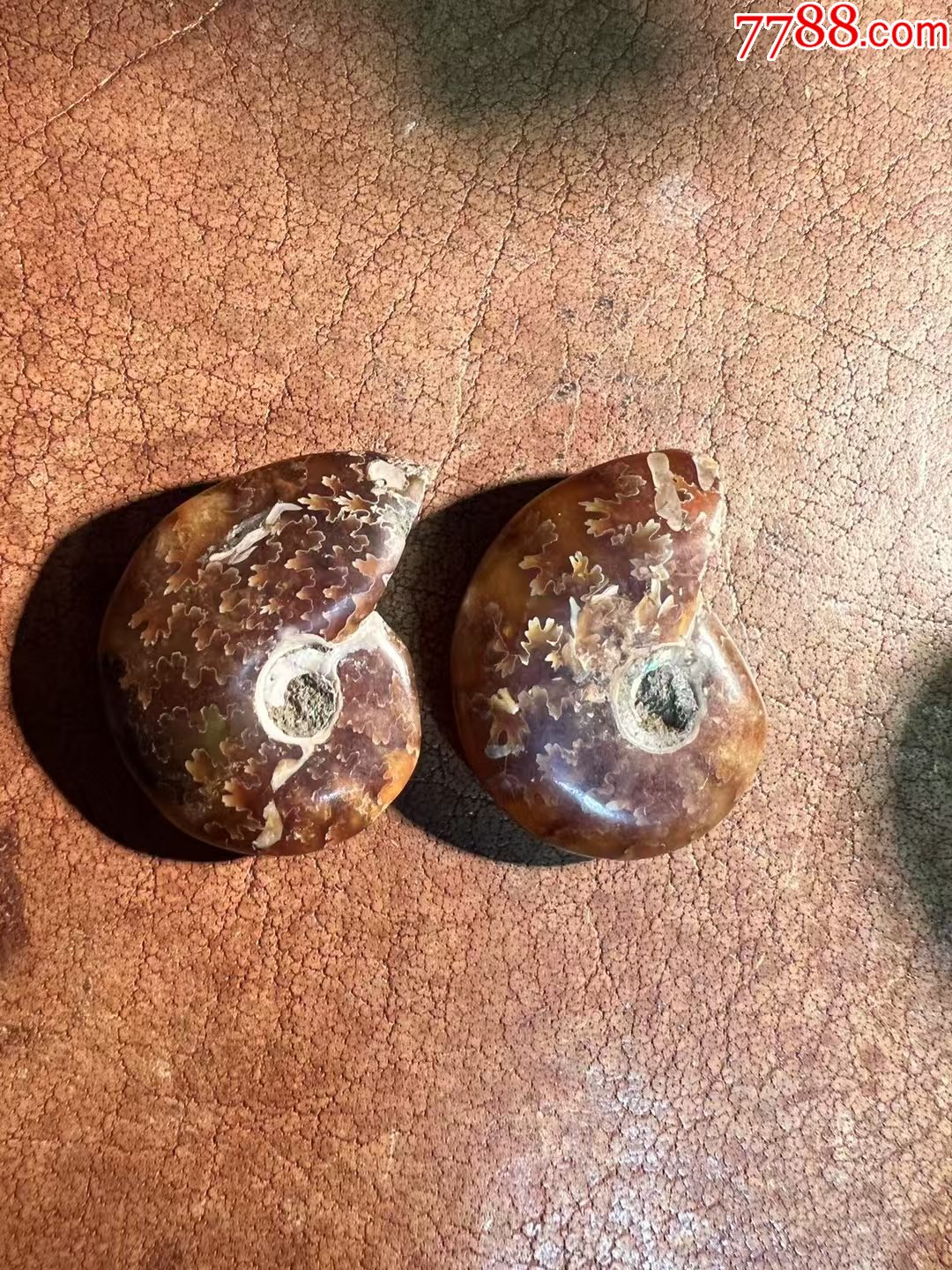 斑彩螺化石一对