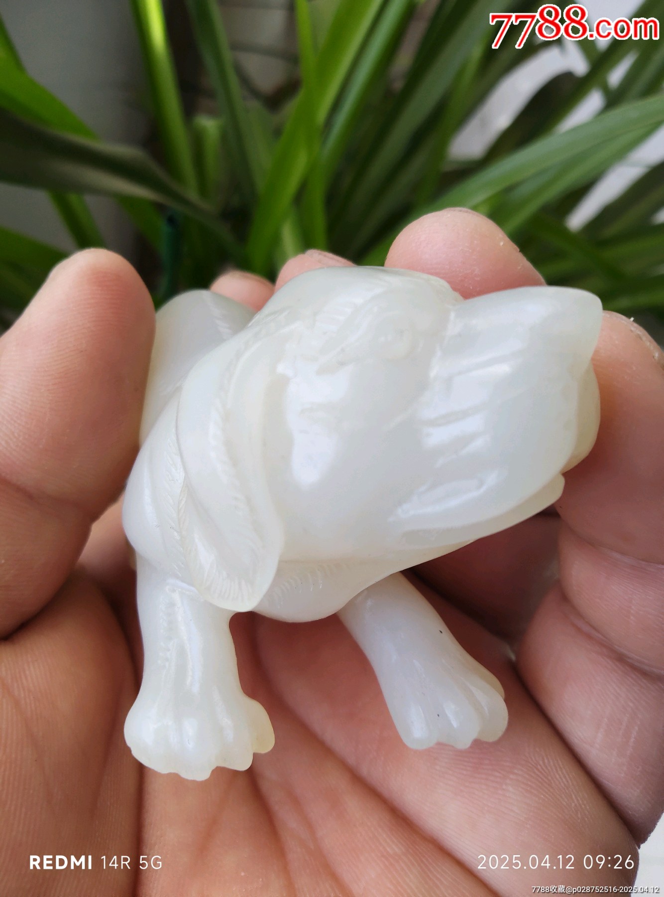 和田玉玉犬_價(jià)格4580元_第8張_7788收藏__收藏?zé)峋€