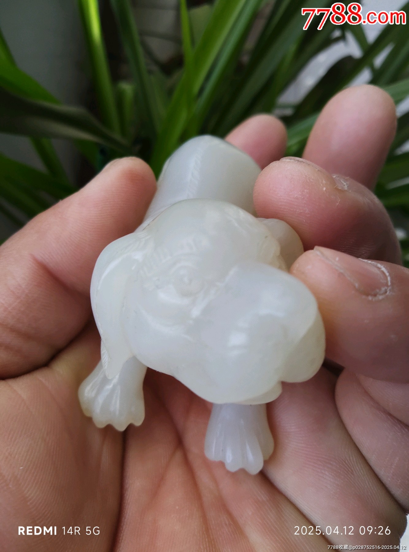 和田玉玉犬_價(jià)格4580元_第9張_7788收藏__收藏?zé)峋€