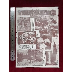 民國十九年【申報啚畫周刊／第二十七號／隨報奉贈】～2版(se106559385)_斯求之家