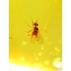 90210J083直徑1.3厘米琥珀蟲(chóng)珠_(kāi)遼南博雅齋