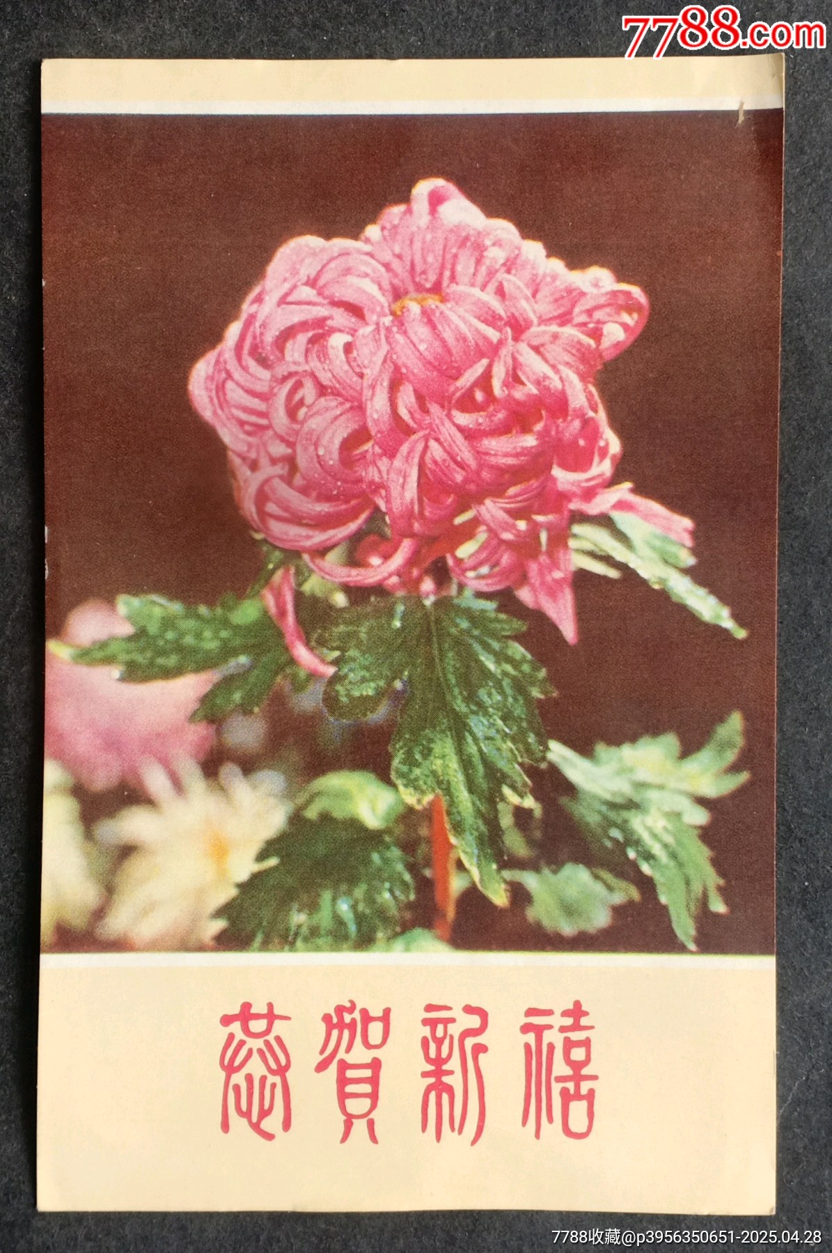 恭賀新禧一團(tuán)菊_價格10元_第1張_7788收藏__收藏?zé)峋€
