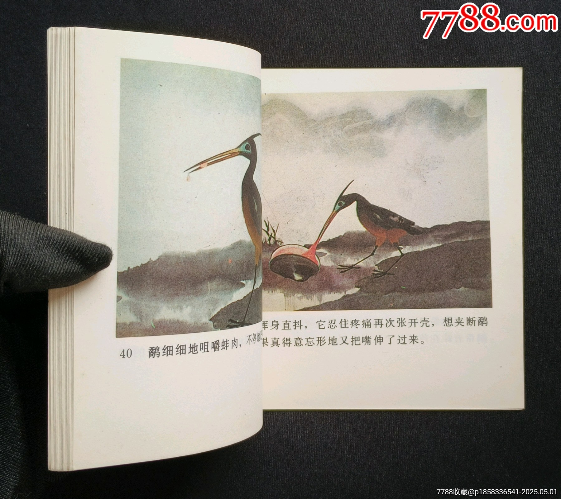 鷸蚌相爭（老電影~48開彩色動(dòng)畫片）85年中電版_價(jià)格288元_第11張_7788收藏__收藏?zé)峋€
