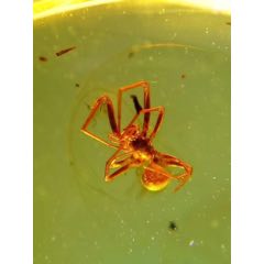 20201219J082緬甸琥珀少見(jiàn)種類蜘蛛_遼南博雅齋