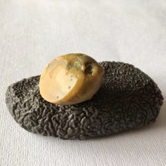 J51瑪瑙奇石四枚之一—香螺！_遼南博雅齋