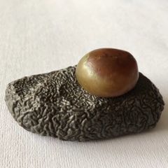 J51瑪瑙奇石四枚-2板栗？甲殼蟲？_遼南博雅齋