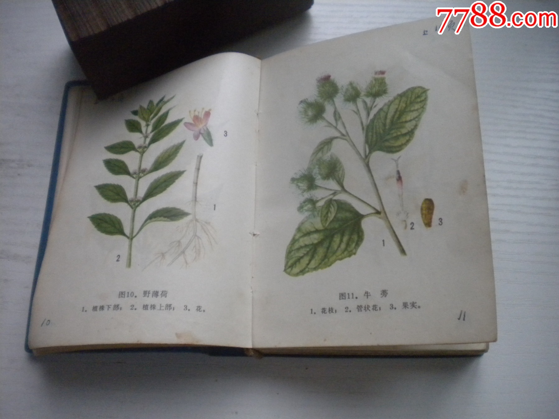 《遼寧常用中草藥手冊(cè)》前面有撕頁(yè)，64開(kāi)精裝集體著，441號(hào)，遼寧新華書店_價(jià)格30元【盛京萬(wàn)泉書店】_第13張_7788收藏__收藏?zé)峋€