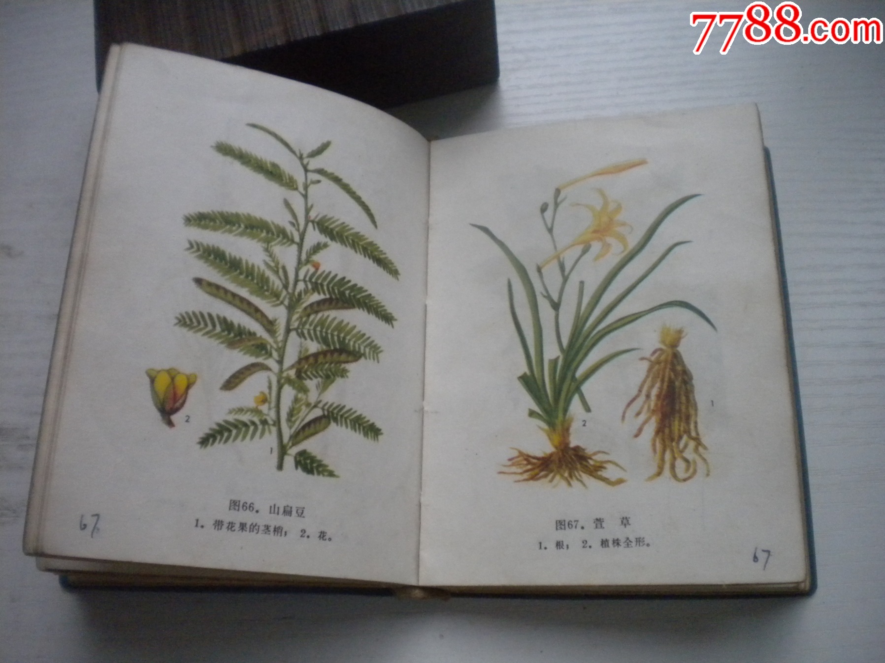 《遼寧常用中草藥手冊(cè)》前面有撕頁(yè)，64開(kāi)精裝集體著，441號(hào)，遼寧新華書店_價(jià)格30元【盛京萬(wàn)泉書店】_第16張_7788收藏__收藏?zé)峋€